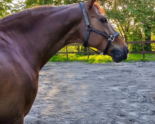 horse Royal Raimundo (Hanoverian, 2007, from Royal Blend)