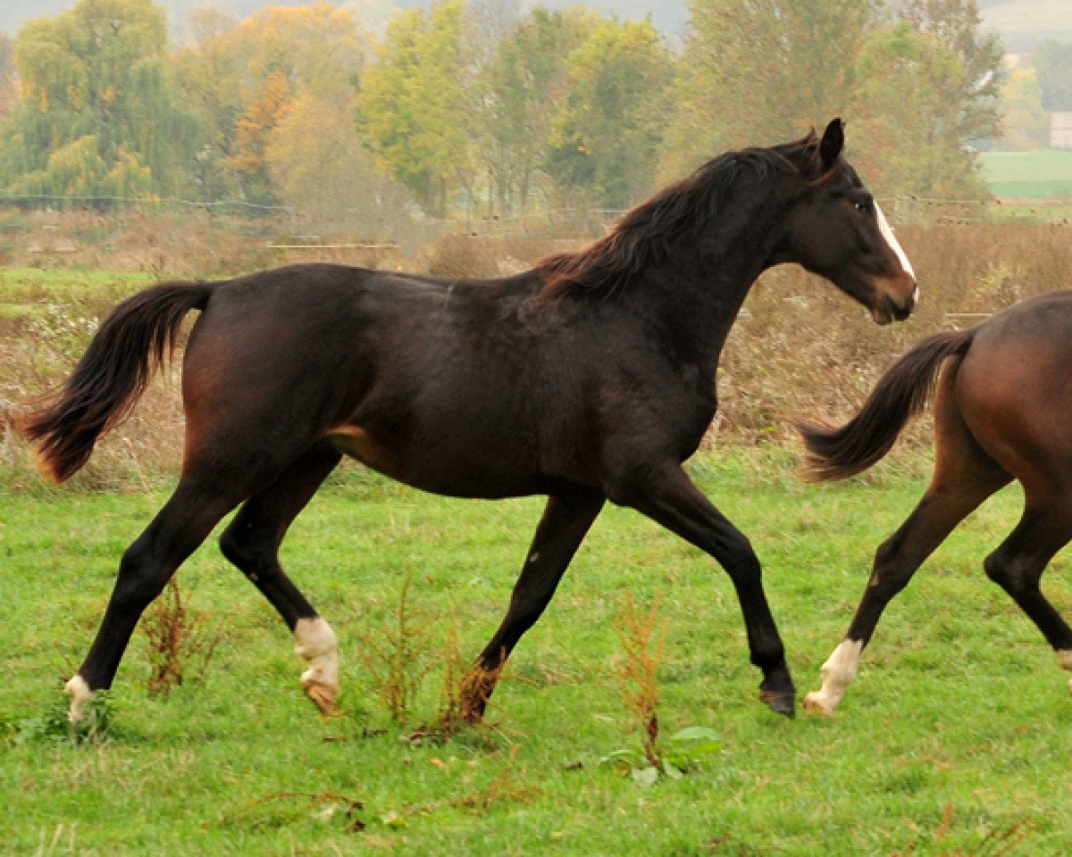 dressage horse Denoir 3 (Oldenburg, 2017, from De Niro)