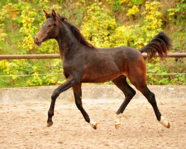 dressage horse Schwalben Surprise (Oldenburg, 2018, from Quantensprung 3)