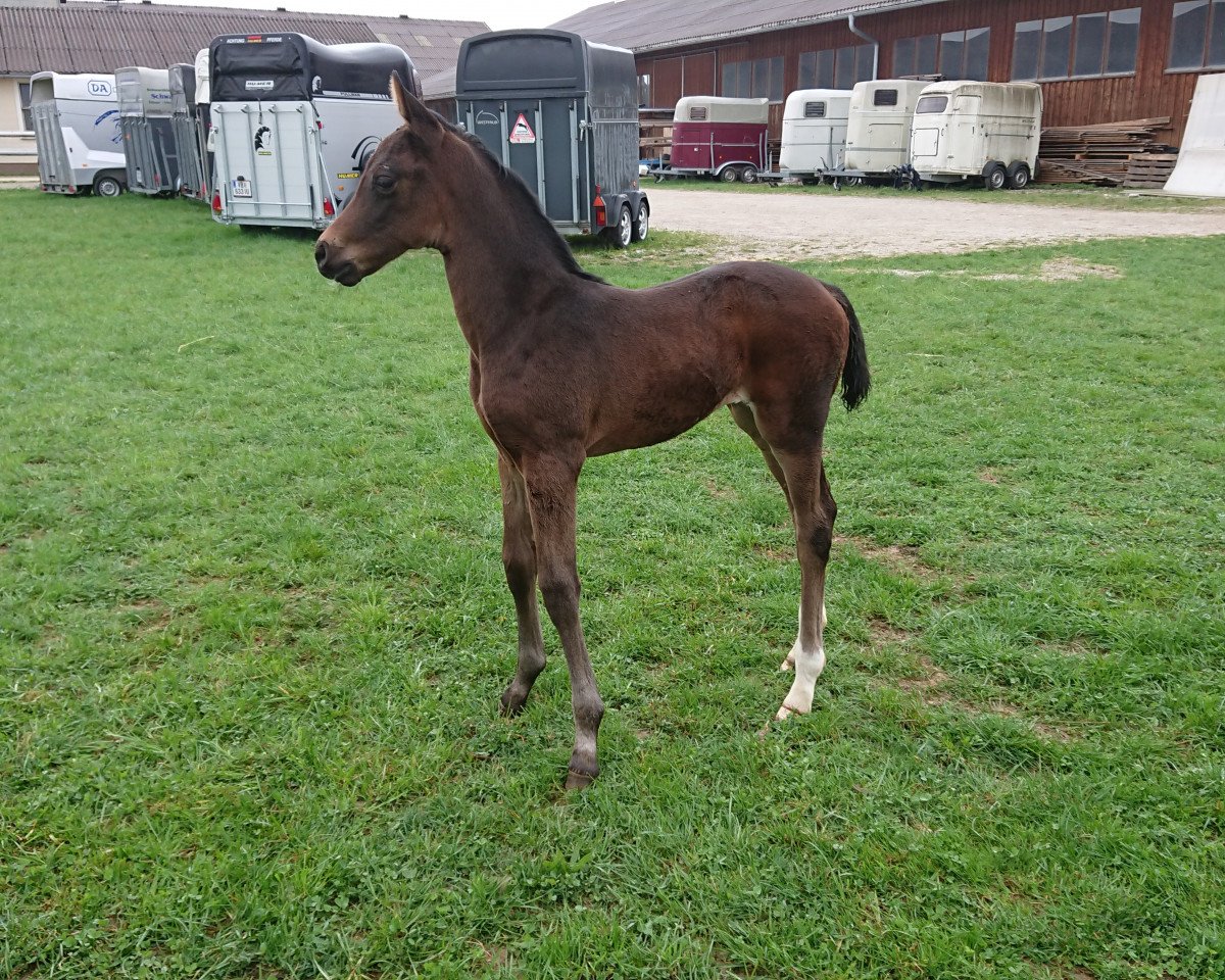 broodmare Sternschnuppe FH (Austrian Warmblood, 2018, from Secret)
