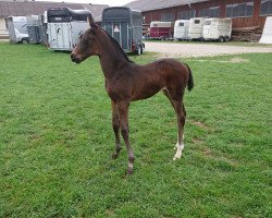 broodmare Sternschnuppe FH (Austrian Warmblood, 2018, from Secret)