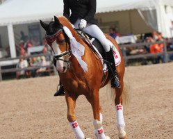 Deckhengst Der Harlekin B (Deutsches Reitpony, 2002, von Golden Dancer)