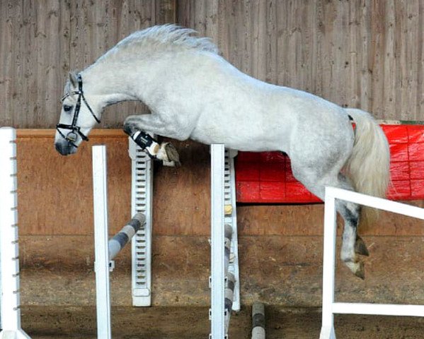 stallion Ekely's Chance (Connemara Pony, 2016, from Glencarrig Prince)