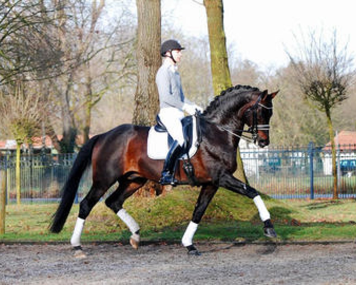 stallion Samba Hit II (Brandenburg, 2002, from Sandro Hit)