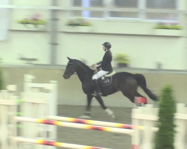 Reitturnier Waghäusel-Wiesental 2017