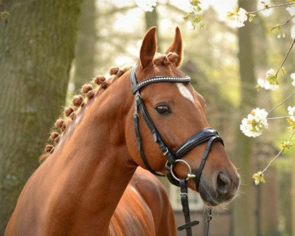 stallion Dancing Star (German Riding Pony, 2009, from Davenport II)