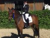 dressage horse High Society 41 (German Riding Pony, 2014, from Harvey)