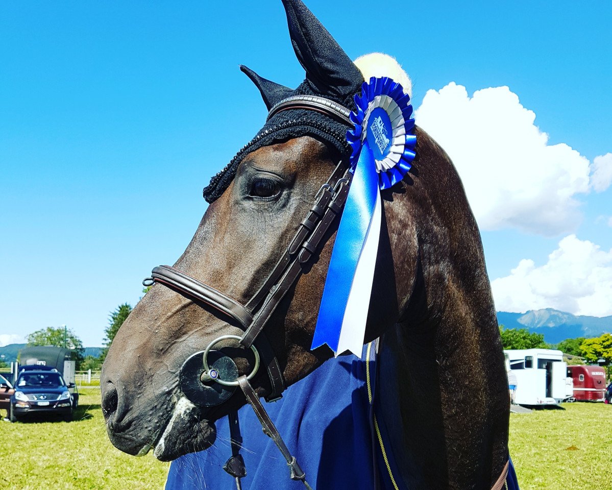 broodmare Quintera B CH (Swiss Warmblood, 2014, from Quality 9)