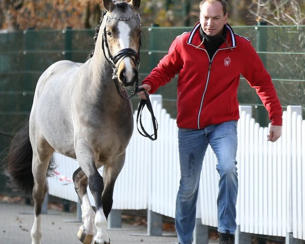 stallion DON AMORE (German Riding Pony, 2016, from Diamond Touch NRW)
