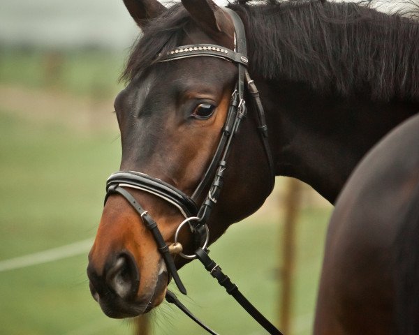 dressage horse Tangolo (Trakehner, 2015, from Singolo)