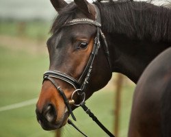 Springpferd Tangolo (Trakehner, 2015, von Singolo)