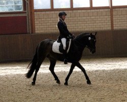 dressage horse Ardnasillagh Tom (Connemara Pony, 2010, from Knockillaree Tomas)