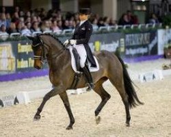 dressage horse DSP Pathetique (German Sport Horse, 2008, from Quaterback)