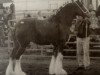 broodmare Willow Way Cara (Clydesdale, 1999, from Live Oak Commander)