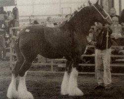 Zuchtstute Willow Way Cara (Clydesdale, 1999, von Live Oak Commander)