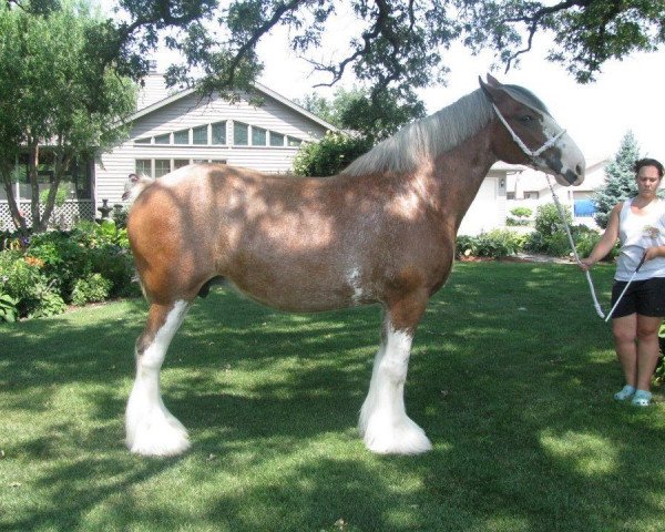 Zuchtstute Alamar Mary B (Clydesdale, 2003, von Ellengowan Sensational Randy)