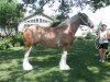 broodmare Alamar Mary B (Clydesdale, 2003, from Ellengowan Sensational Randy)