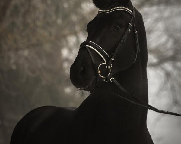 stallion Livaldo (Austrian Warmblood, 2015, from Livaldon)