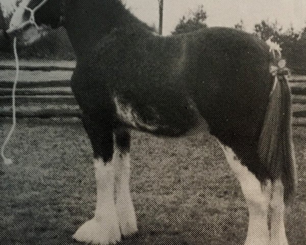 Pferd Westgate Patriot (Clydesdale, 1991, von Doura King O' the Ring)