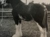 horse Westgate Patriot (Clydesdale, 1991, from Doura King O' the Ring)