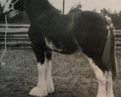 horse Westgate Patriot (Clydesdale, 1991, from Doura King O' the Ring)