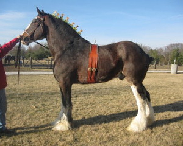 stallion California Canyon Merlin (Clydesdale, 1998, from Westgate Patriot)