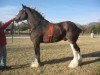 Deckhengst California Canyon Merlin (Clydesdale, 1998, von Westgate Patriot)