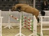 stallion Nancho's Noble Classic (German Riding Pony, 2008, from Heidbergs Nancho Nova)