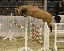 Deckhengst Nancho's Noble Classic (Deutsches Reitpony, 2008, von Heidbergs Nancho Nova)