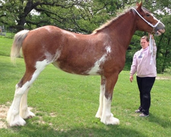 broodmare Alamar Malia (Clydesdale, 2012, from California Canyon Merlin)