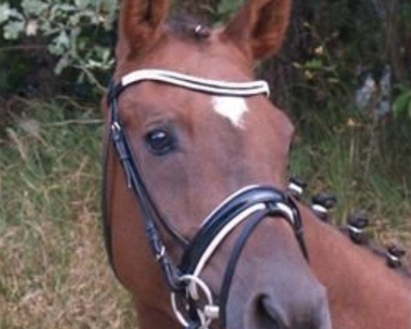 dressage horse Donna Frederica (Oldenburg,  , from Don Frederic 3)