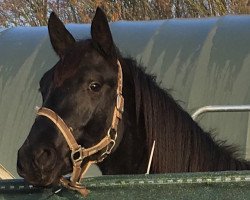 Pferd Prinz Heinrich vom Köhlerberg (Trakehner, 2017, von Sixtus)