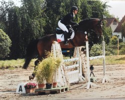 Springpferd Visible 2 (KWPN (Niederländisches Warmblut), 2002, von Emilion)