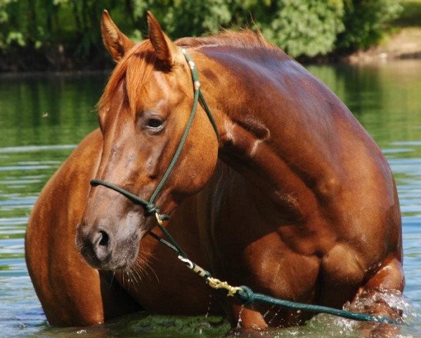 horse LF Great Rain Queen (Quarter Horse, 2008, from Great Resolve)