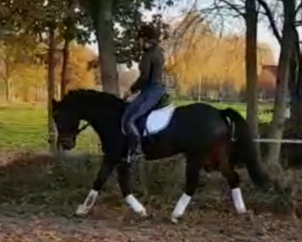 dressage horse La Bamba 48 (Oldenburg, 2006, from Laurentio)