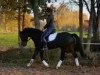 dressage horse La Bamba 48 (Oldenburg, 2006, from Laurentio)