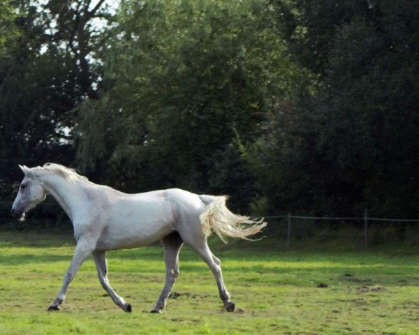 Springpferd Coriena 2 (Holsteiner, 2000, von Corrado I)