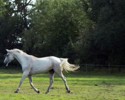 Pferd Coriena 2 (Holsteiner, 2000, von Corrado I)