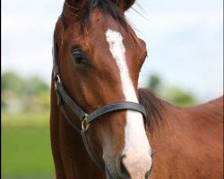 Springpferd Etre Star de Bacon (Selle Français, 2014, von Power de Puychety)