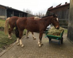 broodmare Eluna (South German draft horse, 2017, from Ganimedes)