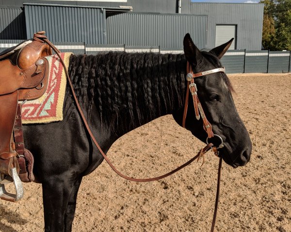 Pferd Black Deirdre (Vollblutaraber,  , von Black Astir ox)