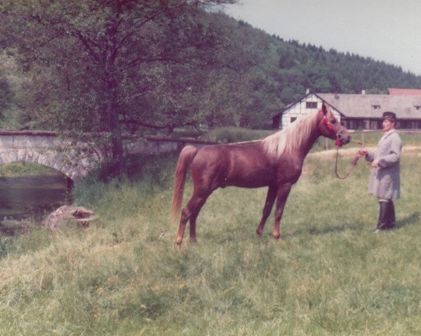 Deckhengst Semri ox (Vollblutaraber, 1972, von Gharib 1965 EAO)