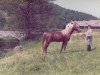 stallion Semri ox (Arabian thoroughbred, 1972, from Gharib 1965 EAO)