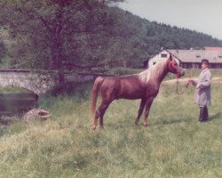 stallion Semri ox (Arabian thoroughbred, 1972, from Gharib ox)