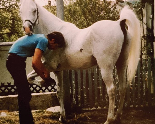 horse Januszih ox (Arabian thoroughbred, 1977, from Mahomed 1968 ox)