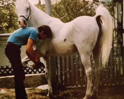 horse Januszih ox (Arabian thoroughbred, 1977, from Mahomed 1968 ox)