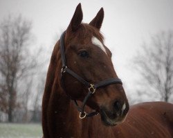 broodmare Rayyana (Thoroughbred, 2012, from Areion xx)