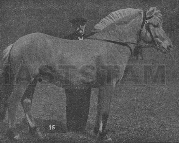 horse Asbjørn N.634 (Fjord Horse, 1913, from Kåre N.189)