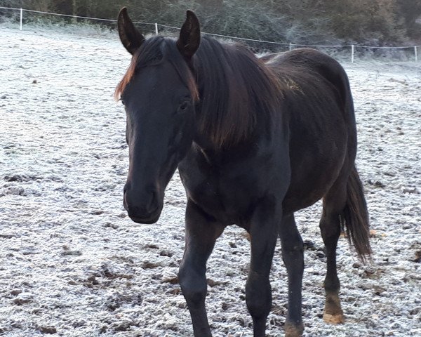 dressage horse Fürstenwald (Hanoverian, 2017, from Fürstenhof)