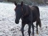 dressage horse Fürstenwald (Hanoverian, 2017, from Fürstenhof)